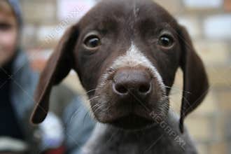 Dogs for sale