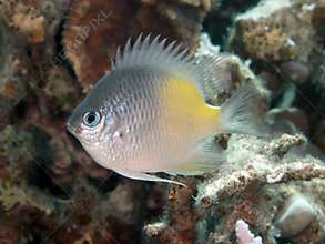 Yellow-side damselfish