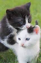 Two Kittens
