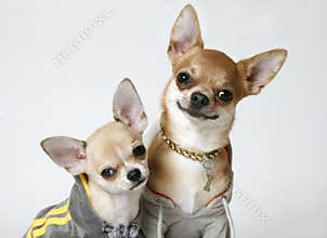 Chihuahuas in Sweatshirts