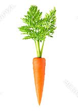 Carrot isolated