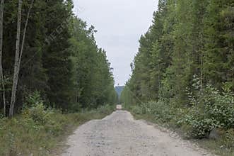 Forest road to the Solovetsky Monastery