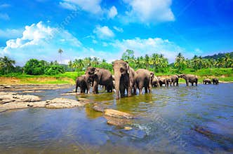 Elephant group in the river