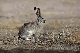 Black-tailed jack rabbit, Lepus californicus
