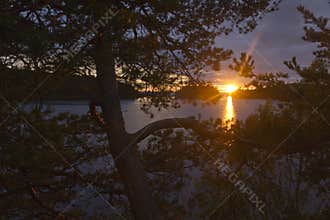 Sunset over the lake and islands, taken from behind a pine tree