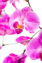 Pink flowers orchid