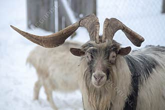 Goat with a broken horn