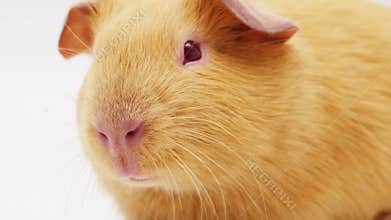 Cute golden guinea pigs in close-up portraits showing their features