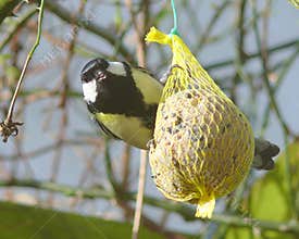 Great tit at fat ball