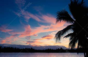 Coconut tree silhoette