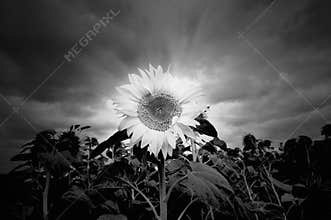 Sunflower in black and white