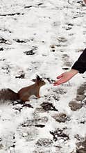 a woman feeds a squirrel with her hand, it is snowing heavily in the park, large flakes of snow are slowly falling on