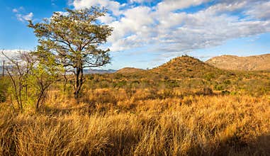 African Landscape