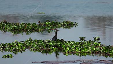 Cormorant taking flight from floating water hyacinth on calm wetland