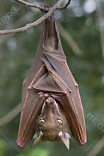 Franquet's epauletted fruit bat (Epomops franqueti) hanging in a tree.