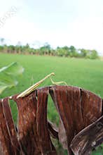 Green praying mantis perches delicately on dried leaf