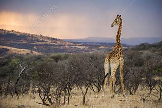 Colourful African Sunrise in a Giraffe South Africa