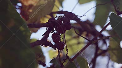 Ripening bunches of wild grapes.