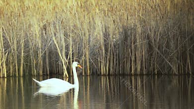 Mute swan (Cygnus olor). White swan swimming in a pond with reeds in the background. Slow motion