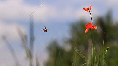 Poppy landscape video
