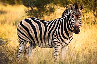 Zebra