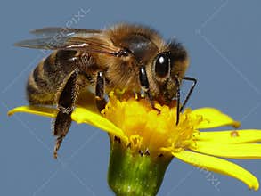 Honey bee