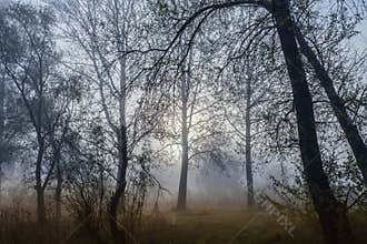 Foggy landscape with a tree silhouette
