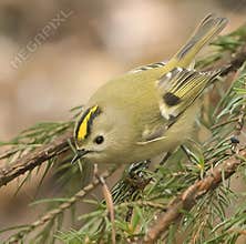 Goldcrest (Regulus regulus) perched on branch