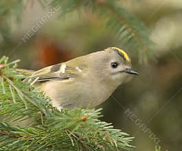 Goldcrest (Regulus regulus) perched on branch