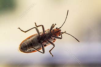 Insect