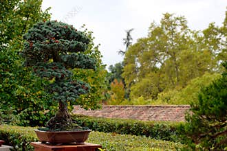 Beautiful bonsai tree displayed in a serene garden surrounded by lush greenery and peaceful atmosphere