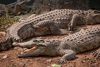Chongqing crocodile crocodile pool center