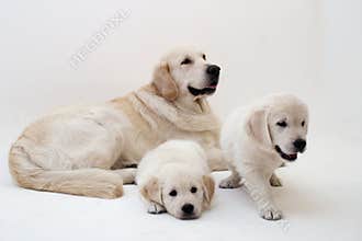 Dogs family