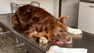 Border collie under anesthesia on metal table, horizontal close-up