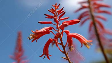 Vibrant Red Aloe Vera Flowers Bloom Against a Clear Blue Sky