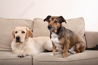 Dogs on sofa