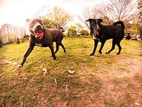 Dog park