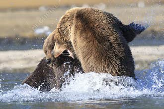 Major Brown Bear fight