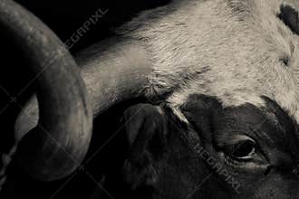 Texas Longhorn Black and White Cattle Image