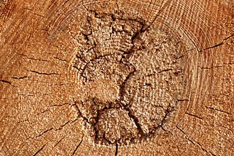 Old Tree Cross Section