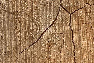 Old Tree Cross Section