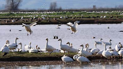 Landing Snow Geese at the Sacramento NWR