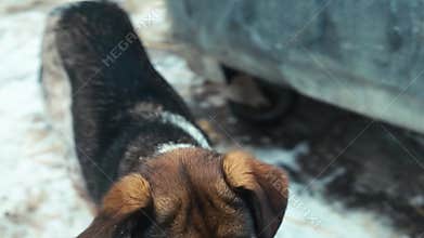 Dog in animal shelter. Homeless dog waiting for adoption