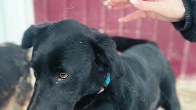 Dog in animal shelter. Homeless dog waiting for adoption