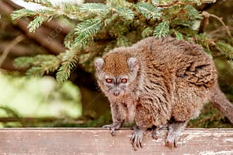 Gentle lemur