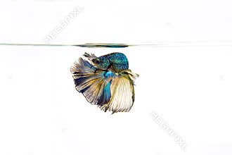 Siamese fighting fish. Betta fish. Illustration art colouful