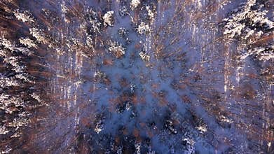 Vertical drone captures icy forest canopy with geometric patterns