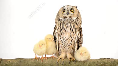 Bird owl with newborn chickens