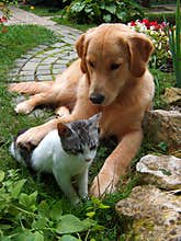 Dog and cat