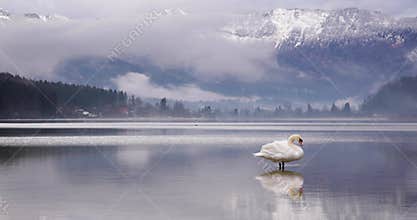 White swan preening in a foggy alpine lake